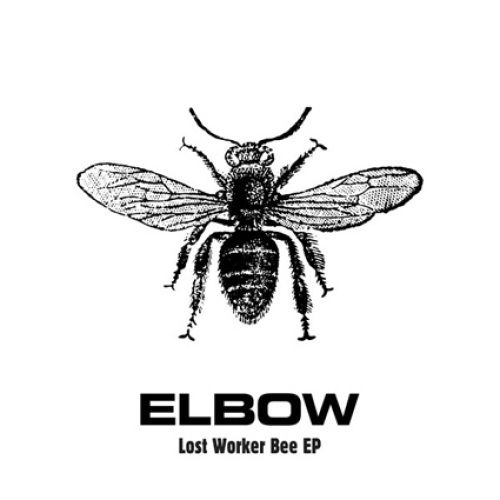 Lost Worker Bee